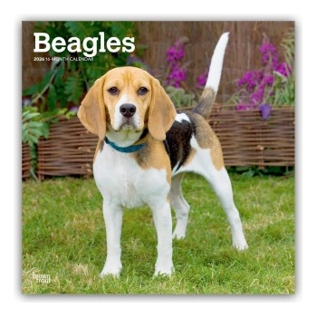 Browntrout Verlags GmbH Beagles 2026 - 16-Monatskalender