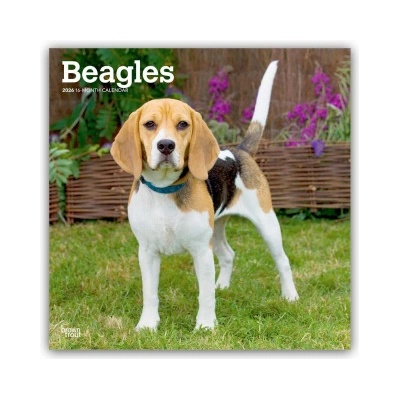 Browntrout Verlags GmbH Beagles 2026 - 16-Monatskalender | BrownTrout Publishers Inc