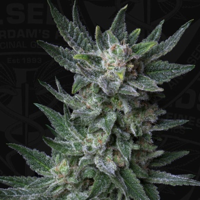 T.H. Seeds Bubblegum AUTO semienka neobsahujú THC 10 ks