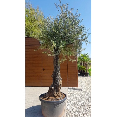 Oliva európska (Olea Europaea) celková výška 250cm, obvod kmeňa 65-100cm