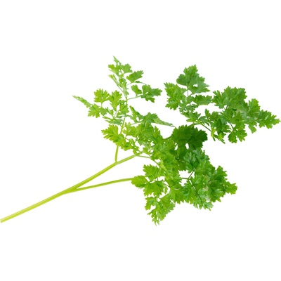 Veritable Вложка за семена Lingot кервиз основни билки (VLIN-O10-Cer05C)