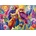 Bluebird Puzzle - Puzzle Owl Autonomy 1000 - 1 000 piese