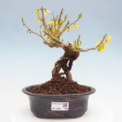 e-bonsai Venkovní bonsai - Zlatice - Forsythia koreana