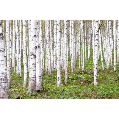 Флизелинов фототапет брезова горичка 375 x 250 см