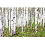 DIMEX ART Флизелинов фототапет брезова горичка 375 x 250 см
