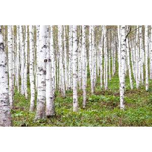 DIMEX ART Флизелинов фототапет брезова горичка 375 x 250 см