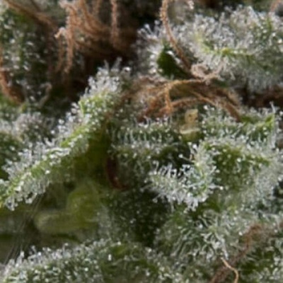 Pyramid Seeds Auto Lennon semienka neobsahujú THC 50 ks