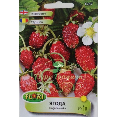 Флориан Декоративни Ягода Fragaria × ananassa