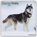 Siberian Husky Sibirische Huskys 16-Monats 2024