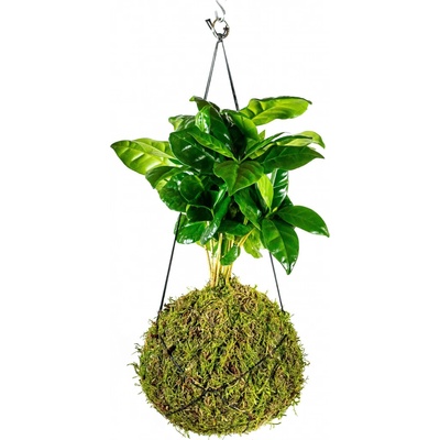 Gardners Kokedama Coffea arabica (M) Kávovník arabský 1 ks