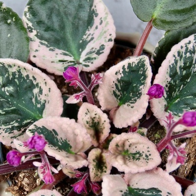 Saintpaulia variegata Africká fialka – Hledejceny.cz