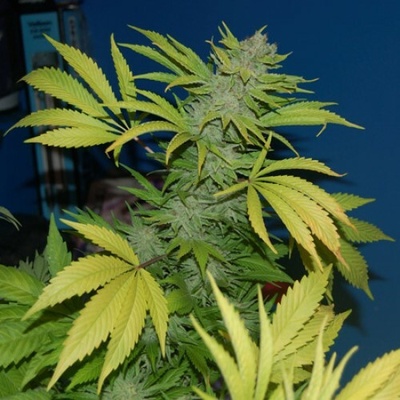 Mr. Nice G13 Skunk regular semienka neobsahujú THC 15 ks