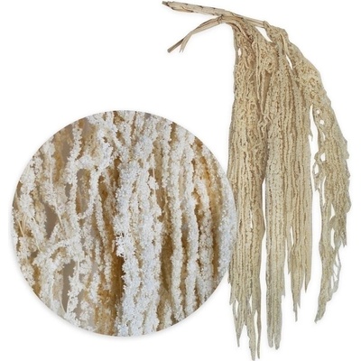 Amaranthus 5ks/80-100cm bílá