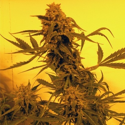 French Touch Seeds Guillotine Auto semienka neobsahujú THC 25 ks
