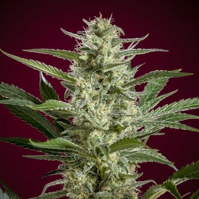 Reggae Seeds Blackdance semena neobsahují THC 1 ks