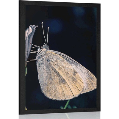Plakát motýl na květu - 20x30 white