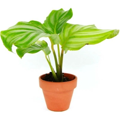 Gardners Calathea Orbifolia, průměr 6 cm Kalatea