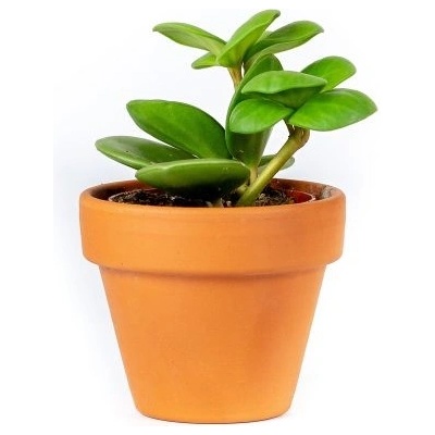 Gardners Peperomia Tetraphylla hope, průměr 6 cm Peperomie, pepřinec
