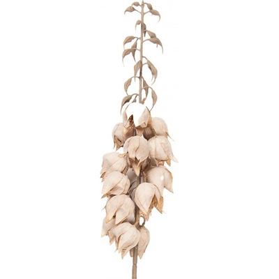 Dekorace umělá květina Yucca s béžovými květy - 12*12*100 cm - Clayre & Eef