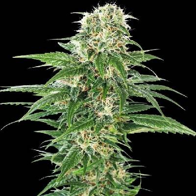 Sensi Seeds Early Skunk Automatic semena neobsahují THC 5 ks