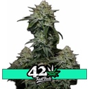 Fast Buds Gorilla Cookies FF semena neobsahují THC 10 ks