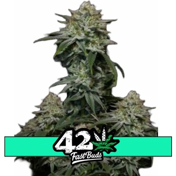 Fast Buds Gorilla Cookies FF semena neobsahují THC 10 ks