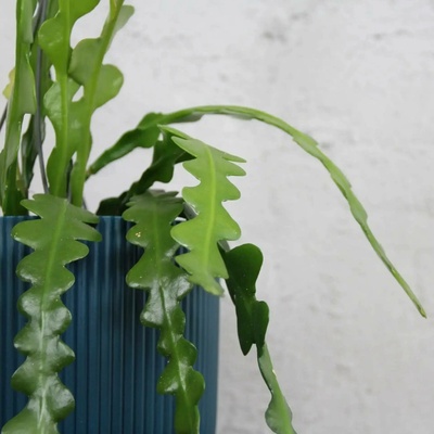Epiphyllum anguliger ,,Fishbone cactus”