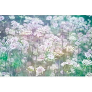 DIMEX ART s. r. o Флизелинов фототапет поляна с цветя 375 x 250 см