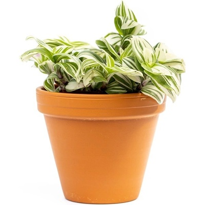 Gardners Tradescantia Brightness, průměr 12 cm Podeňka, voděnka