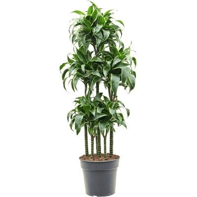 Dracaena fragrans Dorado Carrousel 30x130 cm