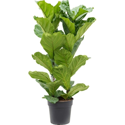 Ficus lyrata Tuft Pots.30x130 cm