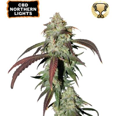 Seedstockers CBD Northern Lights semena neobsahují THC 3 ks
