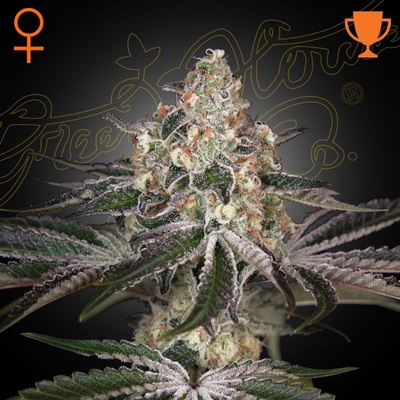 Green House Seeds White Widow semena neobsahují THC 5 ks