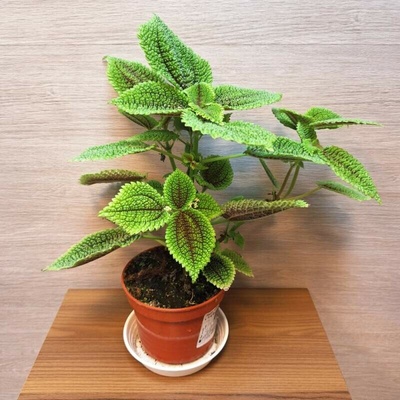 Pilea Moon Valley