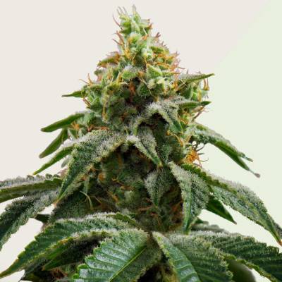 Kera Seeds Cheese AUTO semena neobsahují THC 5 ks