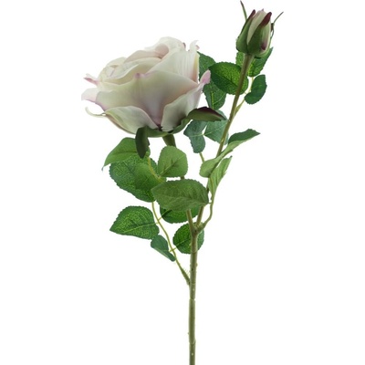 Růže stolistá (Cabbage rose) růžová V64 cm