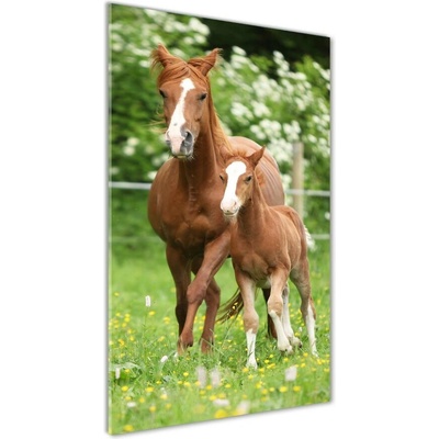 Vertikálny foto obraz sklo tvrdené Kobyla a žriebä 50x100 cm