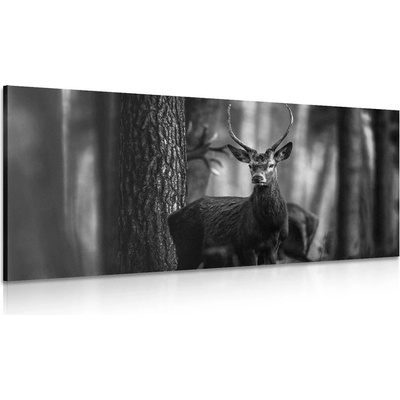 Obraz jelen v lese v černobílém provedení - 120x60