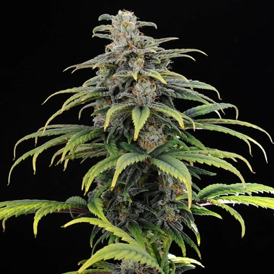 Kannabia Seeds CBG AUTO semena neobsahují THC 3 ks