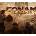 Conan Unconquered