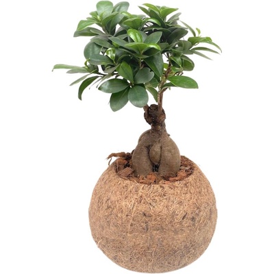 Gardners Ficus microcarpa Ginseng (L) Fíkovník drobnolistý