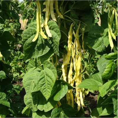 Fazole pnoucí Goldmarie - Phaseolus vulgaris - prodej semen - 15 ks