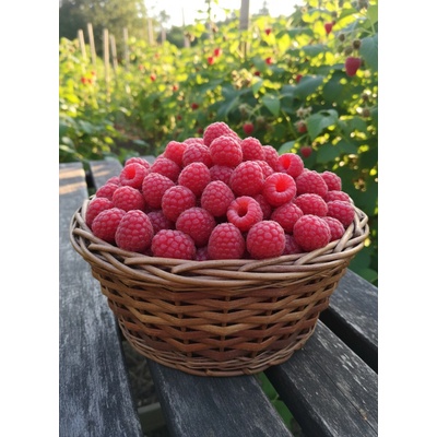 Maliník 'Polka'– stáleplodící OV-RUID-PO-5 30-50 cm, Ko1l