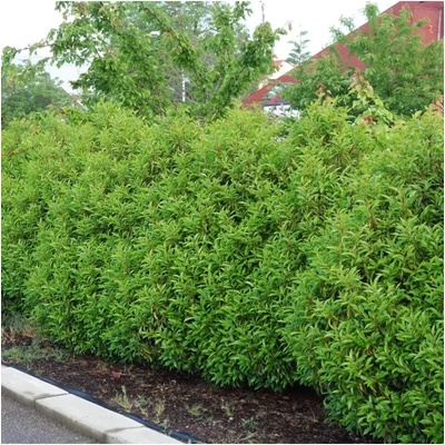 Prunus lusitanica Angustifolia 50-60 C5L