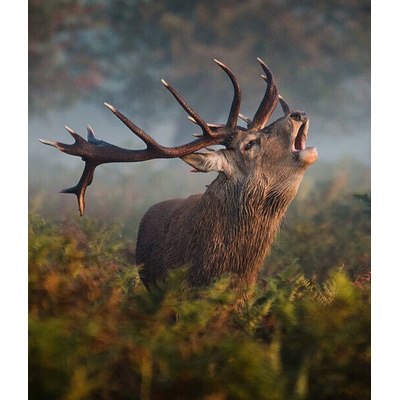 Plagát, Obraz - Bellowing Stag, Alan Crossland, 34.3 × 40 cm