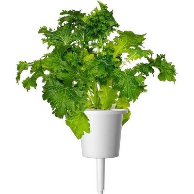 Click & Grow Семена Click and Grow Горчица Уасаби, 3 броя (SGR83X3)