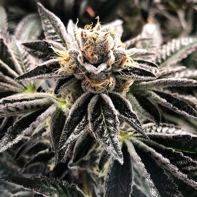 Ministry of Cannabis Mandarin Gelato semena neobsahují THC 2 ks