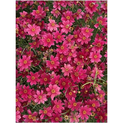 Coreopsis verticilata RUBY RED - krásnoočko