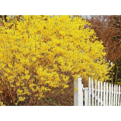 Zlatý dážď Goldrausch, výška 30-40 cm, kvetináč 2 l