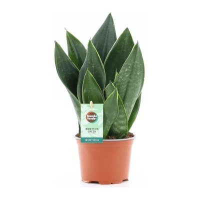 Sansevieria Black Diamond 12x35 cm